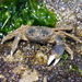 Fringy Arm Wrestler Crab - Photo (c) jorgelaras, some rights reserved (CC BY-NC)