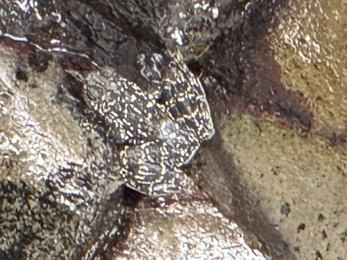 Rock Skipper Frog, Staurois latopalmatus