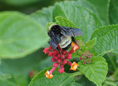 Bombus pensylvanicus