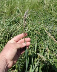 Bromus maritimus
