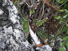 Pleopeltis thyssanolepis