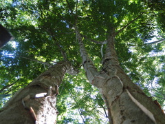 Piptadenia gonoacantha