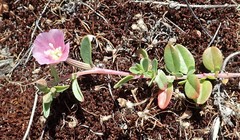 Clarkia davyi
