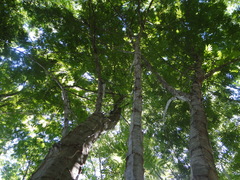 Piptadenia gonoacantha