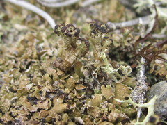 Cladonia strepsilis