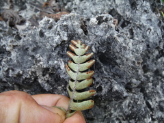 Pleopeltis thyssanolepis