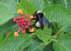 Bombus pensylvanicus