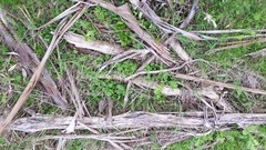 Pterostylis cucullata