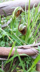 Pterostylis cucullata