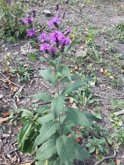 Vernonia fasciculata