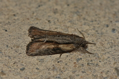 Bryophila raptricula