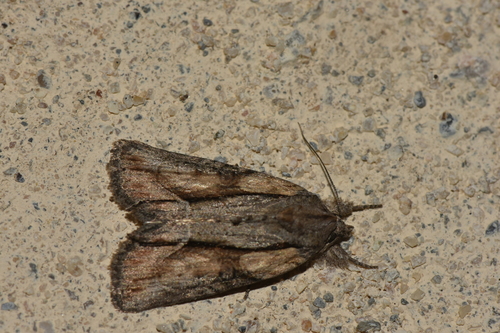 Bryophila raptricula