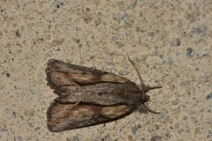 Bryophila raptricula