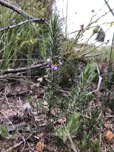 Leafy Purplegorse (Muraltia thunbergii)