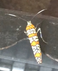 Atteva aurea