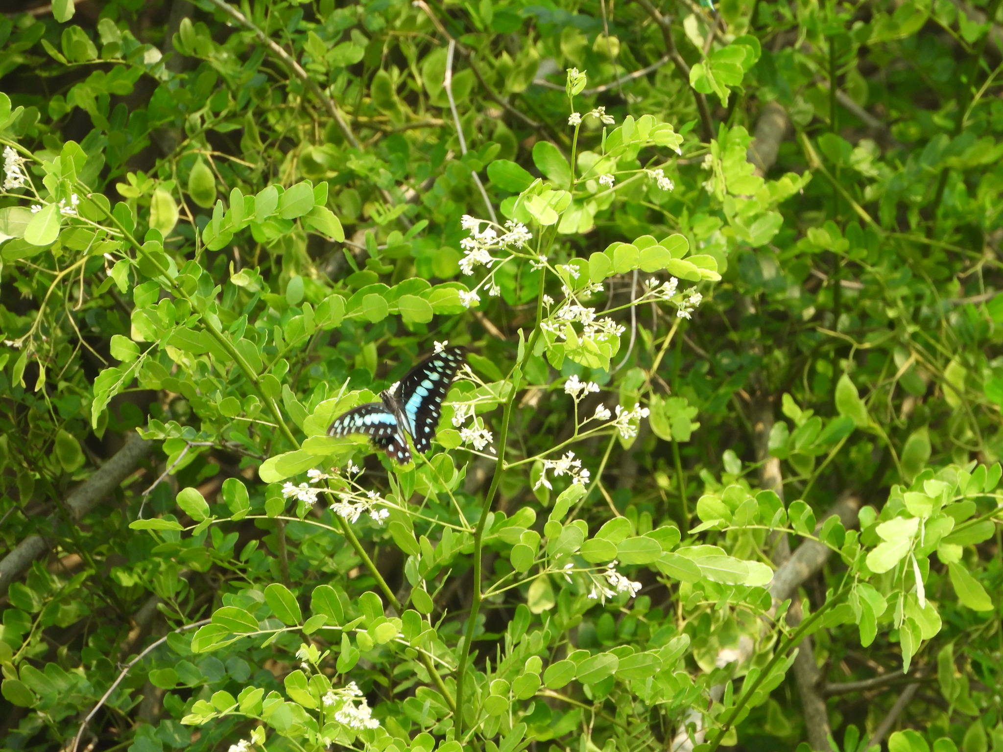 Common Jay