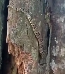 Bothrops moojeni