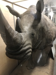 Rhinocerotidae