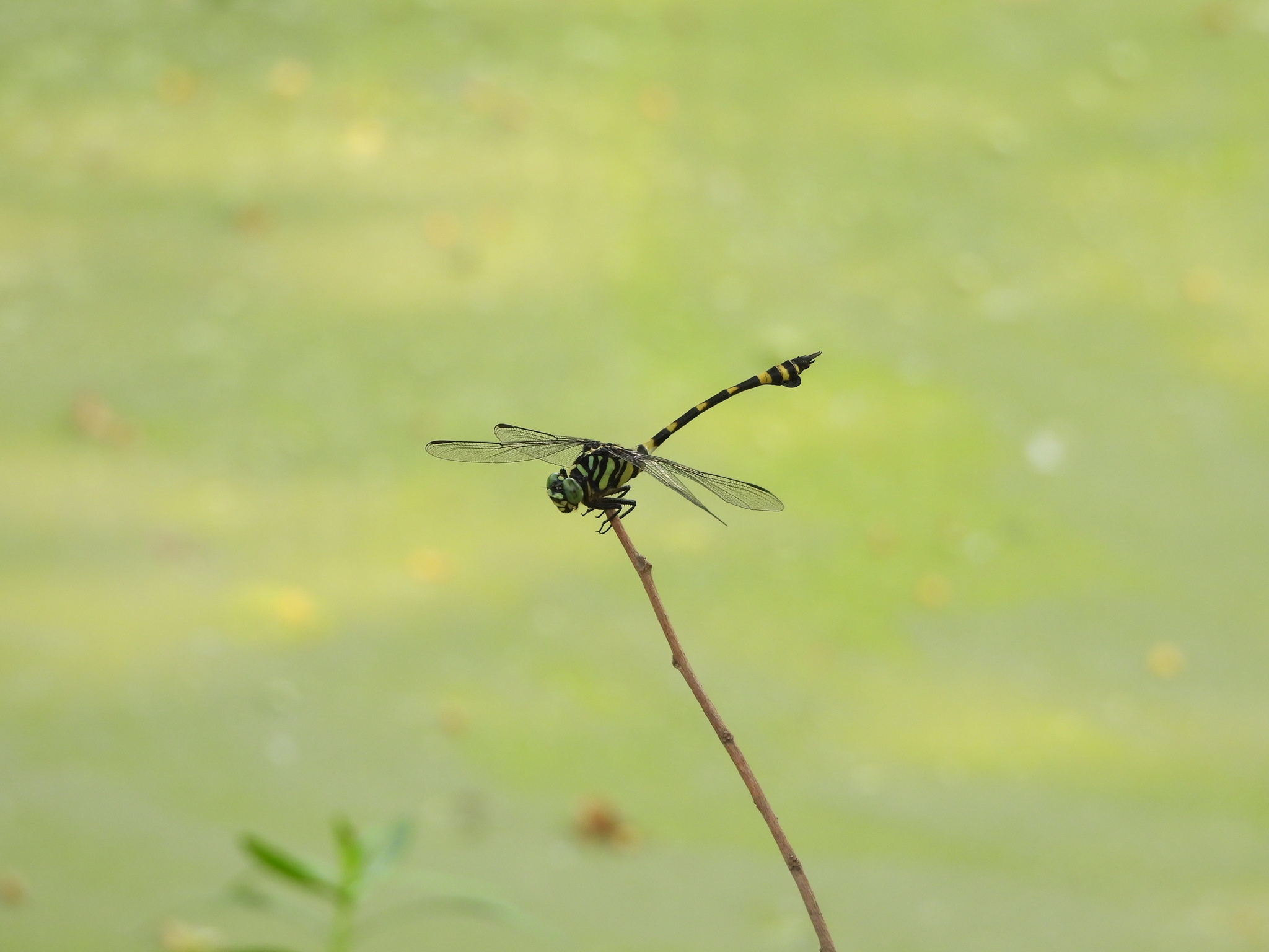 Indian Common Clubtail