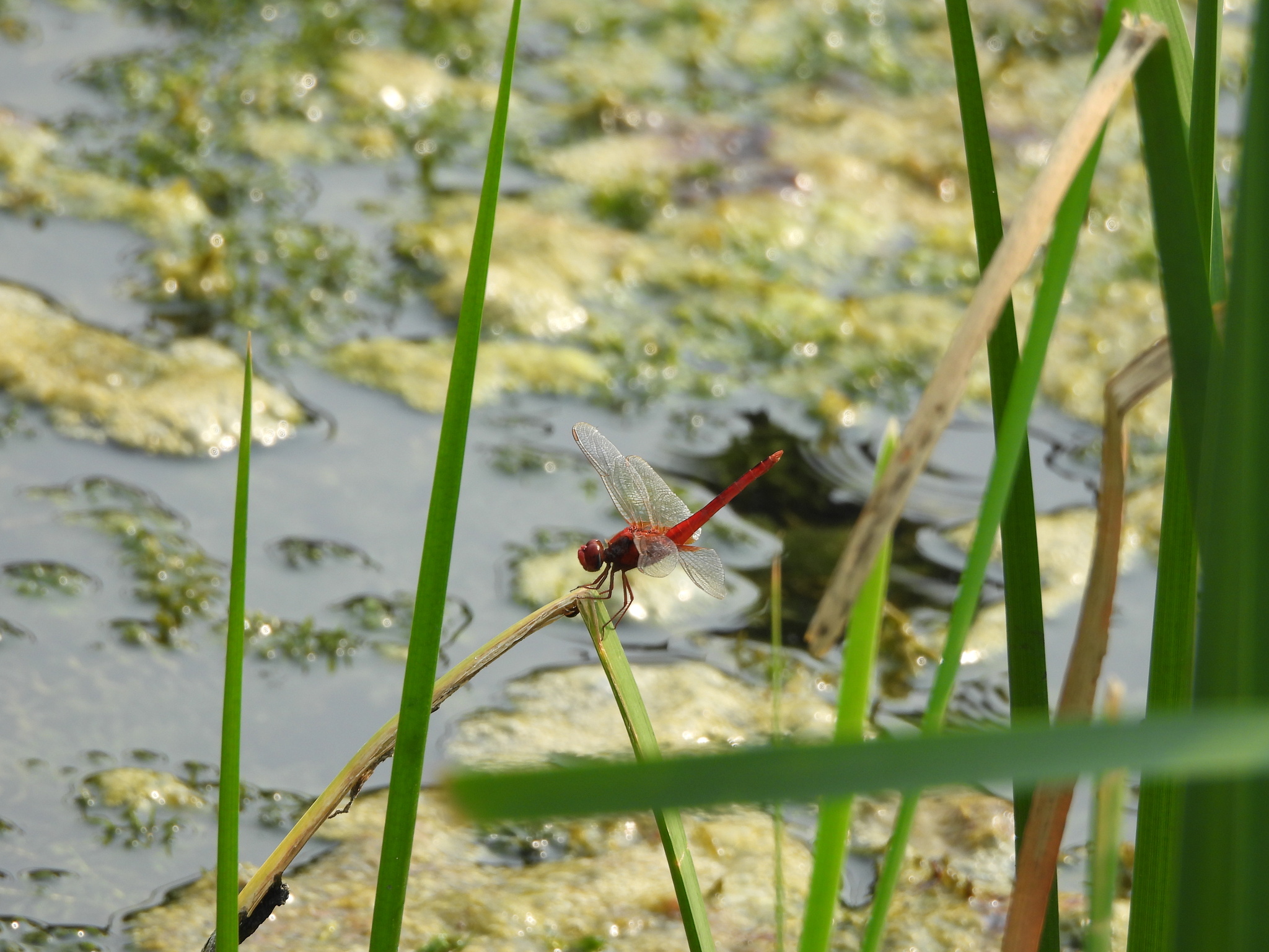 Scarlet Skimmer