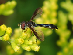 Pelecinobaccha costata