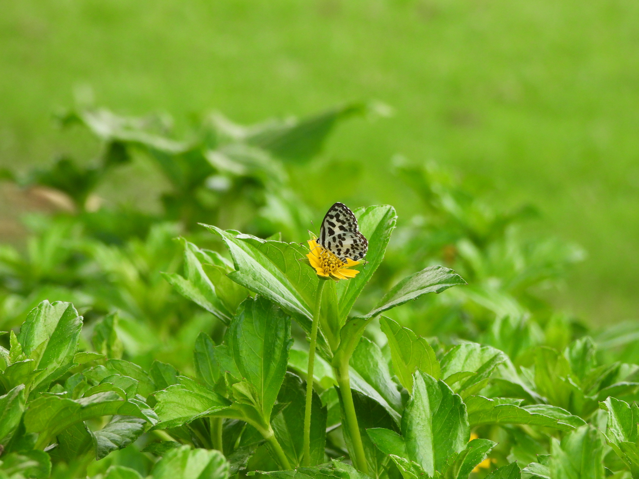 Common Pierrot