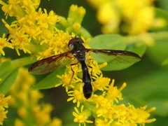 Pelecinobaccha costata