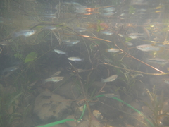 Gambusia pseudopunctata