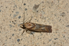Ancylosis cinnamomella