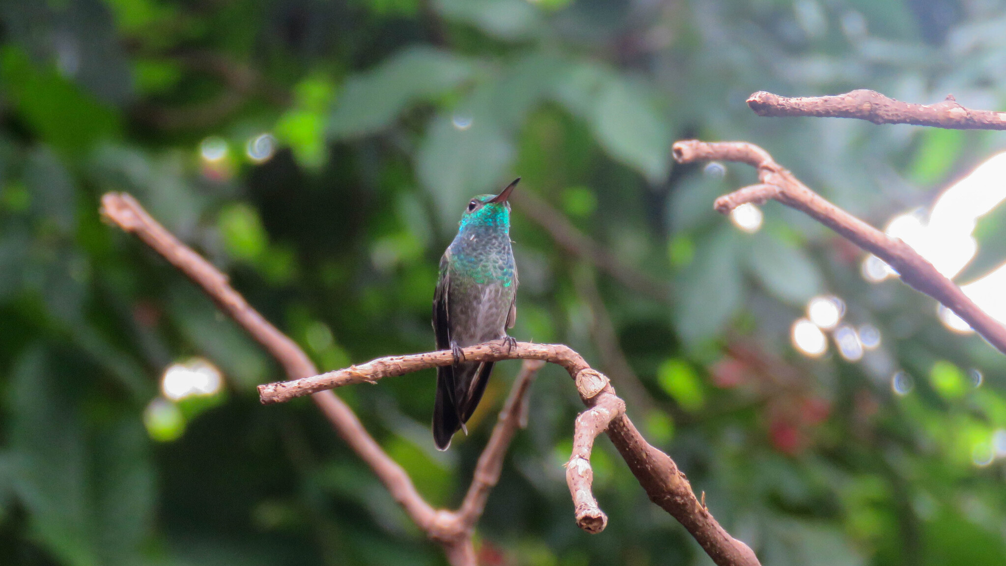 Versicoloured Emerald (Chrysuronia versicolor)