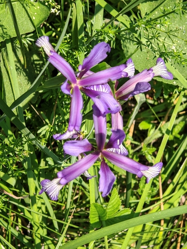 Iris sintenisii, photograph 5