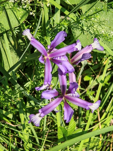 Iris sintenisii, photograph 6