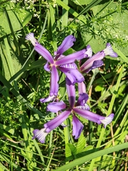 Iris sintenisii, photograph (c) Kostas Zontanos, some rights reserved (CC BY)