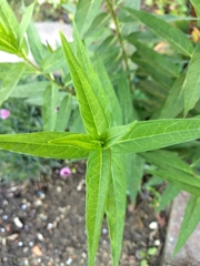 Asclepias incarnata