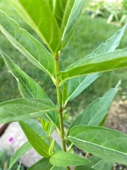 Asclepias incarnata