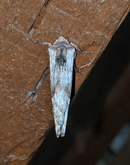 Lithomoia germana