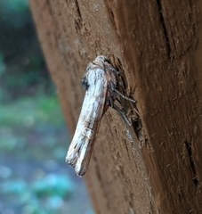 Lithomoia germana