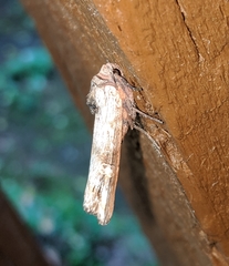 Lithomoia germana