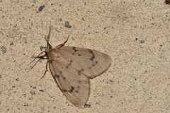 Paidia rica