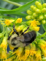 Bombus impatiens