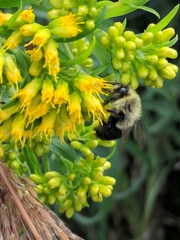 Bombus impatiens