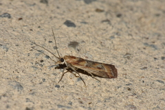 Ancylosis cinnamomella