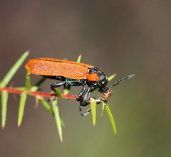 Rhinotia haemoptera