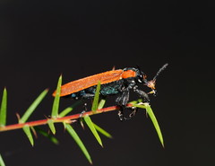 Rhinotia haemoptera
