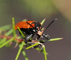 Rhinotia haemoptera
