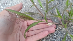 Panicum capillare