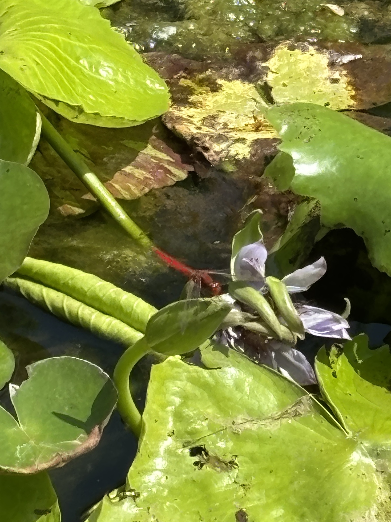 Scarlet Skimmer