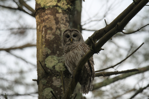 View observation of {o.common_name} on iNaturalist