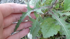 Sonchus oleraceus