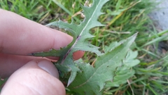 Sonchus oleraceus